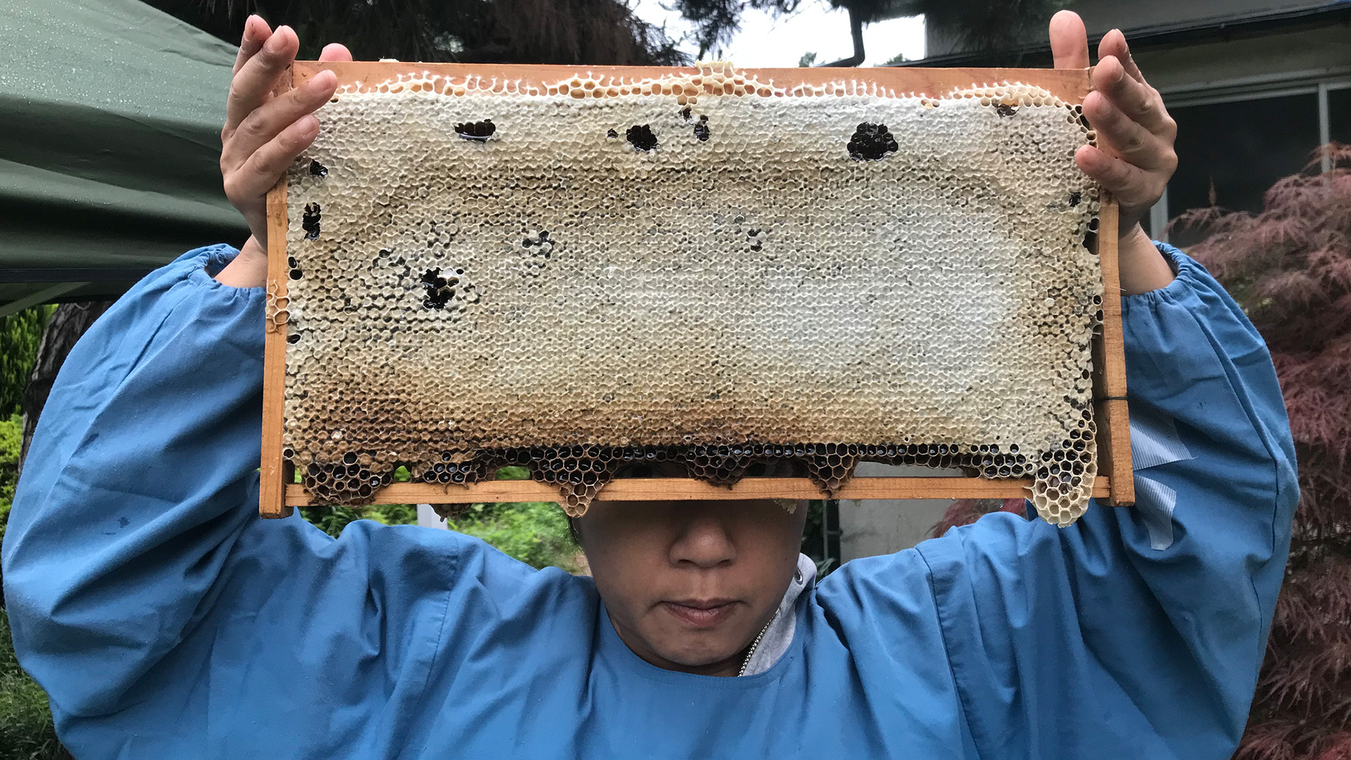Arılarla birlikte çiçek nektarı toplamak: NOYUKU HONEY profile